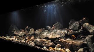 BADC2018  Lake Tanganyika Biotope Cape Chaitika Zambia 400 L [upl. by Pederson506]