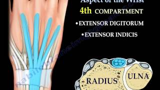 Anatomy Of The Dorsal Aspect Of The Wrist  Everything You Need To Know  Dr Nabil Ebraheim [upl. by Obrien]