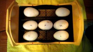 Hatching goose eggs in Brinsea incubator [upl. by Rafaellle859]