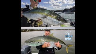 Yellowtail Kingfish In Australia The big picture and hard questions [upl. by Arlynne]