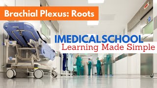 Brachial Plexus Roots Made Simple [upl. by Gurias]