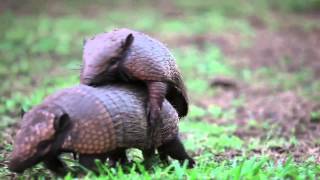 Armadillos mating  Projeto Onçafari [upl. by Feltie]