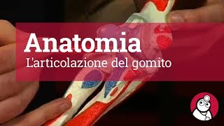 Anatomia Larticolazione del gomito [upl. by Linette88]