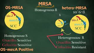 MRSA Phenotypes Simplified for post graduates [upl. by Hadeehsar]