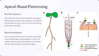 Polar Auxin Transport The Key to Plant Growth MiniLecture [upl. by Desma]