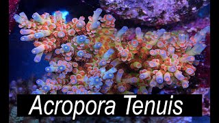 The Easiest Acropora  Acropora Tenuis [upl. by Nylia]