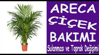 Areka areca çiçeğinin bakımı sulanması ve toprak değişimi Care of Areca isca flower [upl. by Hwang]