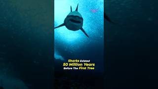 sharks existed 50 MILLION YEARS before trees [upl. by Utas]