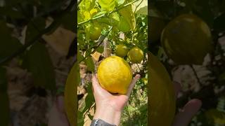 Amazing lemon picking 🍋 farming [upl. by Hanleigh461]