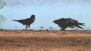 Hawk Flies Off With Cat [upl. by Brenan]