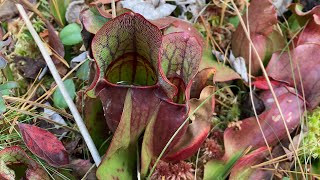 Pitcher Plants [upl. by Hoisch]