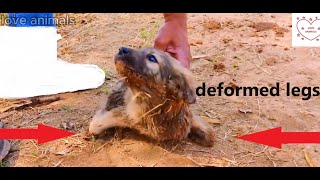 Horrified to see the dogs front legs deformed  Rescue poor little dogs [upl. by Akcirred565]