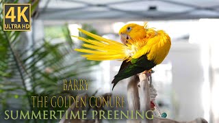 Barry White the Golden Conure Preening  4K [upl. by Ruphina]