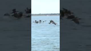 Taking flight in Barnstable Harbor [upl. by Carpenter]