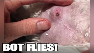 Bot Fly Removal Top 10 Bot Fly Removal of All Time [upl. by Yecnay]