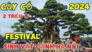 Toàn Cảnh Festival Sinh Vật Cảnh Hà Nội 2024 Cây Cảnh Triệu Đô Đổ Bộ Hà Nội  Công Tác Chuẩn Bị [upl. by Tynan]