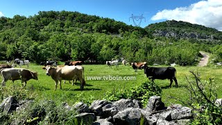 AKTUALE  Prëtash Sinishtaj një histori suksesi në blegtori [upl. by Irtimid]