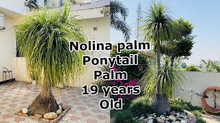 Nolina palm  Ponytail palm 19 years old plant [upl. by Wieche584]