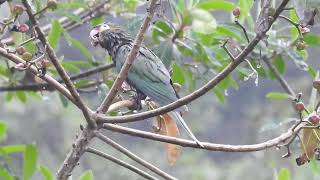 Lora Paramuna Leptosittaca branickii en los Termales de Coconuco  Observación de Aves [upl. by Ocire611]