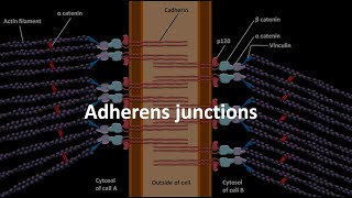 Adherens junctions [upl. by Halona981]