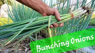 Bunching Onions How to grow harvest clean and sell bunching onions [upl. by Mckale]