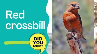 red crossbill  common crossbill facts [upl. by Romano908]