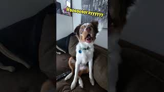 My dogs reaction to a siren dog funny australianshepherd [upl. by Lebazej189]