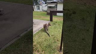 LAustralie cest vraiment un autre délire australia australie kangourou kangaroo animal [upl. by Zeret]