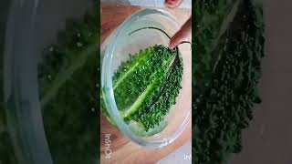 Karele ki new recipe trending viral sarikafoodworld shorts recipe food karela viralshorts [upl. by Ayatnahs193]