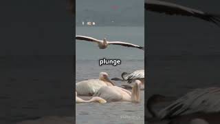 Amazing Pelican Bird Facts You Didnt Know [upl. by Beverie613]