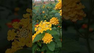 Lantana Camara flowers varieties ❤️lantanacamara flowers nature shorts shortvideo short [upl. by Allets]