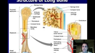 holes anatomy physiology chapter 7 part 1 [upl. by Vaughn499]