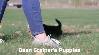 Dean Steiners Bernese Mountain Dog Puppies [upl. by Hamal342]