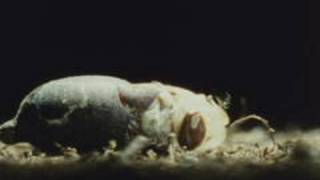 The life cycle of the tsetse fly 1987 Pt 2 of 2 [upl. by Aremus]