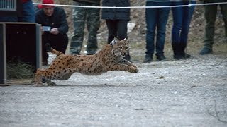 Luchs Freilassung 2017 [upl. by Russell]