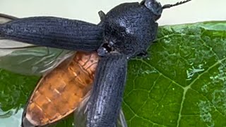 Let me introduce you to a beetle searching for prey on a leaf [upl. by Faline]