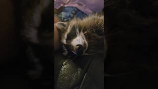 Raccoons cute nose 👃 🦝❤️ love animals wildlife shorts short cute yt ytshorts adorable [upl. by Arik]