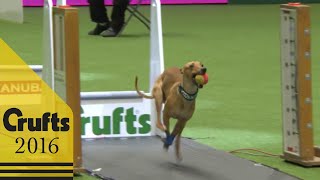 Flyball  Team Final  Crufts 2016 [upl. by Emarej]