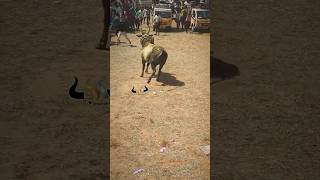 jallikattu manjuvirattu 2024 tamil culture love shorts trending [upl. by Arondel464]