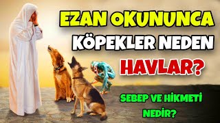 Ezan Okununca Köpekler Neden Havlar Sebep ve Hikmetini Öğrenince Şaşıracaksınız [upl. by Eide122]