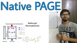 Native PAGE gel electrophoresis [upl. by Matless226]