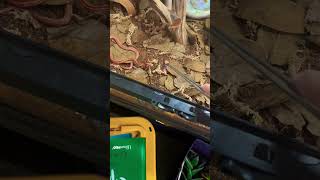 Baby corn snake feeding in slow motion snake reptiles cute petsnake [upl. by Farl]