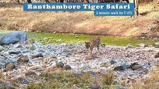 Ranthambore National Park Tiger safari  Best place in India for guranteed Tiger Spotting [upl. by Niwdla732]