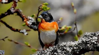 Brambling Singing Bjørkefink Вьюрок Пение Pinson du Nord Chant Keep Pinzón real Bergfink Peppola [upl. by Falkner]