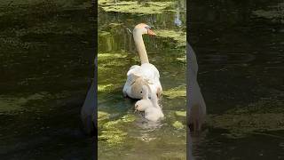 Cygnets stay close to swan [upl. by Rothberg]