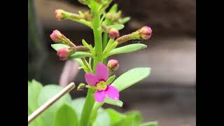 33ºC的秘密花園  丹波花柱草 Stylidium debile [upl. by Atiragram]