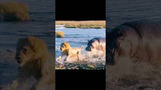 One Hippopotamus vs Tree Lions amazing shorts [upl. by Einahpets]