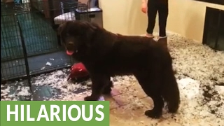 Newfoundland puppy makes gigantic living room mess [upl. by Ynatil]