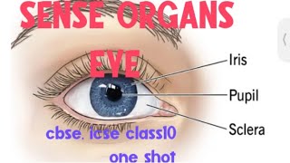 Sense organs class 10 icse board Biology ll Eye class 10 cbse icse board ll Eye ll icse eye ll cbse [upl. by Nalani89]