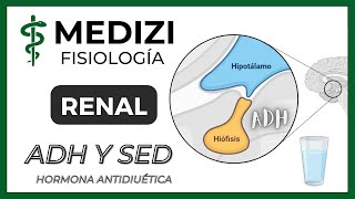 Fisiología Renal  ADH Hormona antidiurética y Sed IGdoctorpaiva [upl. by Nawd]